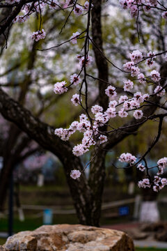 早春盛开的杏花