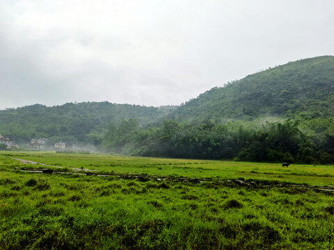 绿色草地