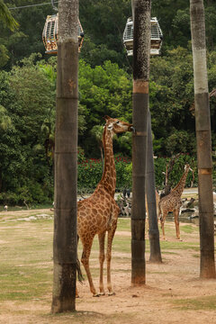 长隆野生动物园非洲动物区长颈鹿