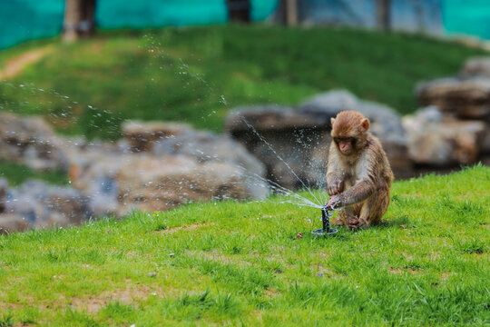 一只猴子玩水