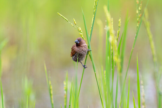 在吃稻穗的野生斑文鸟