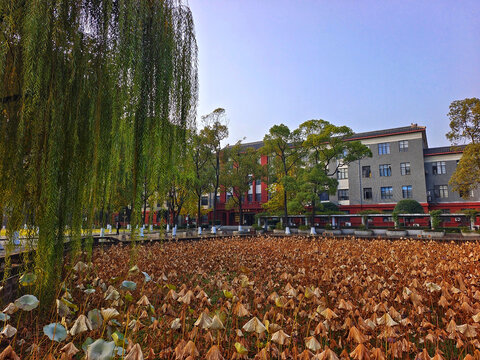 四川大学湖畔