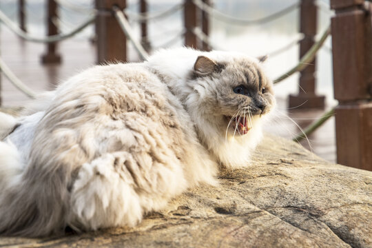 户外的可爱猫咪