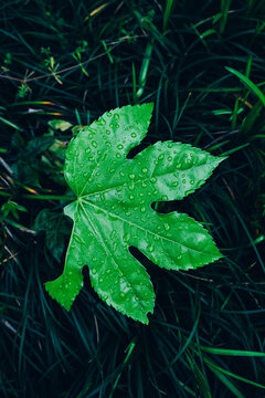 绿色叶片水滴