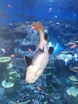 水族馆里的招财鱼