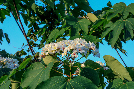 油桐花