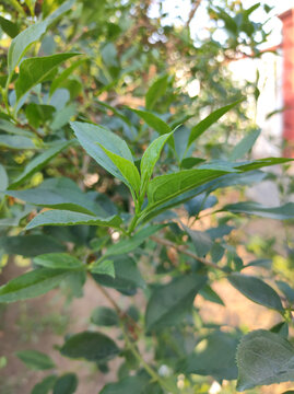 迎春花枝