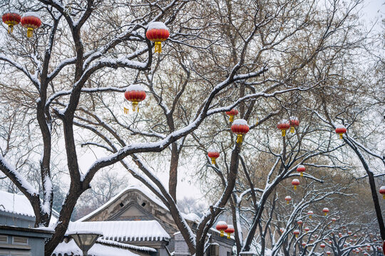 雪中柿子树