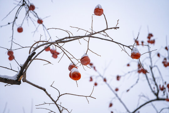 雪中柿子树