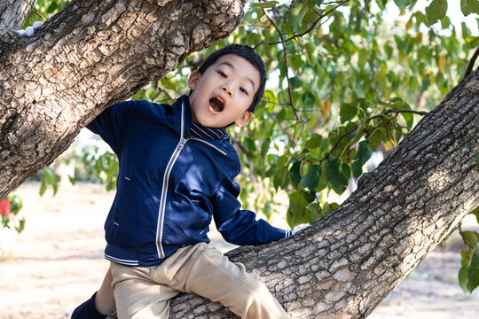 一个小男孩爬树