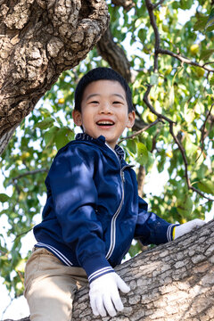 一个小男孩爬树