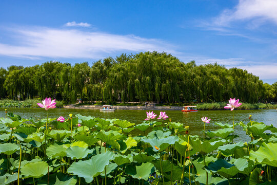 北京陶然亭公园风景