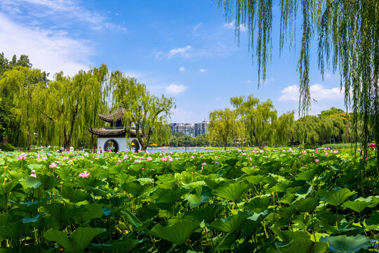 北京陶然亭公园风景