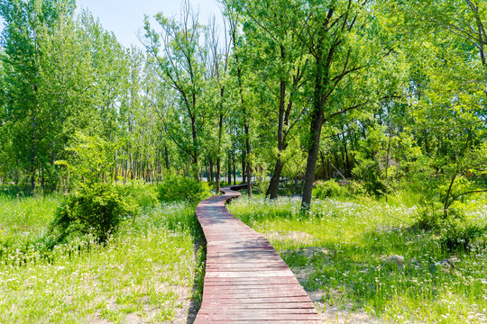 蓝天白云大树草地道路