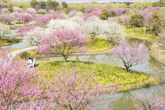 桃花盛开