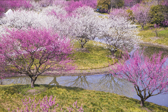 岸边的花丛