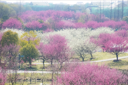 花海