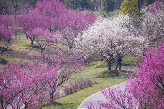 桃花林