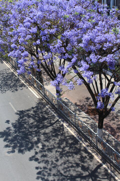 正午时分蓝花楹及其树影