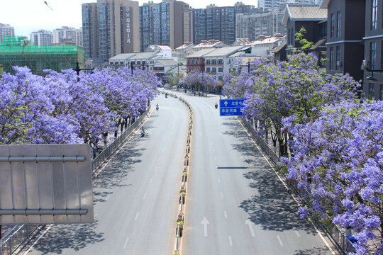 西昌建昌路蓝花楹