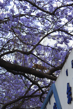 爬行在蓝花楹树干上的狸花猫