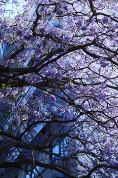 明暗分明的蓝花楹花树枝