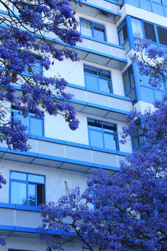 冷色调蓝花楹和蓝色建筑