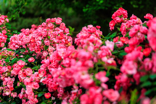 杭州花圃月季花