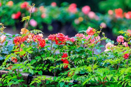 杭州花圃月季花