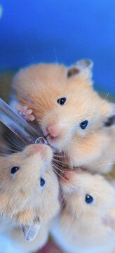 萌宠小仓鼠喝水可爱的姿态