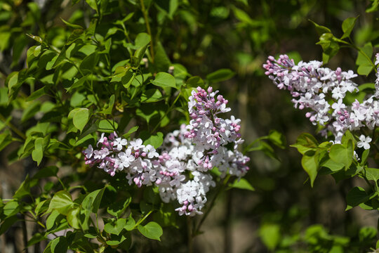 丁香花