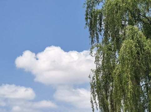 蓝天白云下的柳树枝条
