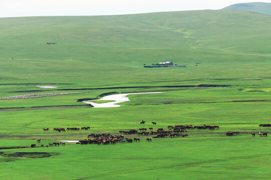 草原马群河流牧场羊群