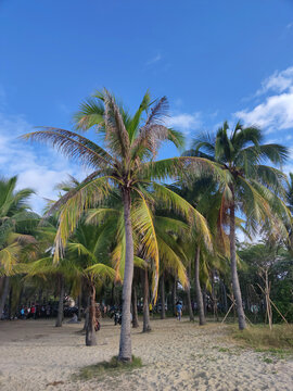 三亚海滩椰子树林