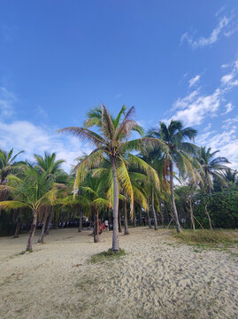 海滩椰子棕榈树林