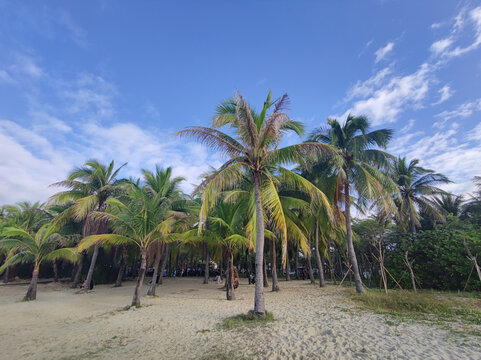 海南风光椰子树林