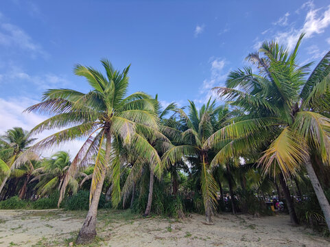 海滩椰子树林三亚风光