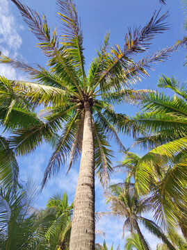 仰视椰子树棕榈树