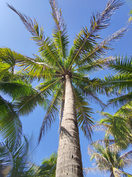 椰子树下三亚海滩