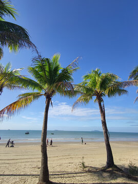 海滩椰子树美景