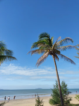 海边椰子树蓝天白云