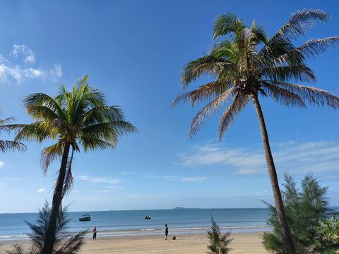 椰子树海边背景