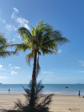 海边椰子树蓝天白云