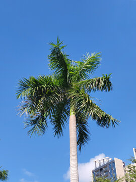 椰子树下海南风光