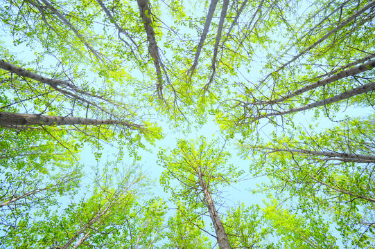仰望天空绿树枝