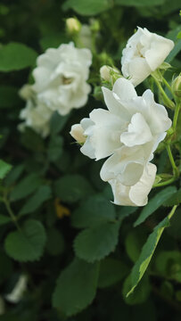 白色蔷薇花
