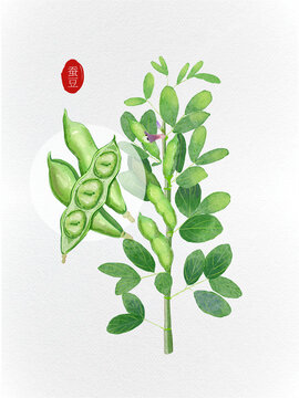 蚕豆胡豆植物插画风元素
