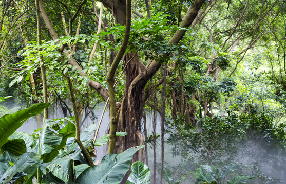 植物园热带雨林植物