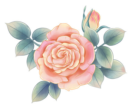玫瑰月季花水彩插画素材
