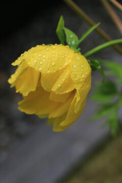 雨后黄牡丹